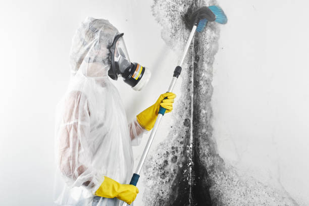 Mold Remediation for Rental Properties in Palos Park, IL