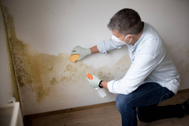  Palos Park, IL Mold Removal Pros